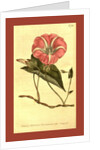 Botanical print by Sydenham Teast Edwards