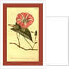 Botanical print by Sydenham Teast Edwards
