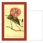 Botanical print by Sydenham Teast Edwards