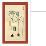 Botanical print by Sir William Jackson Hooker