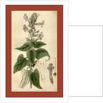 Botanical print by Sir William Jackson Hooker