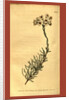 Botanical print by Sydenham Teast Edwards