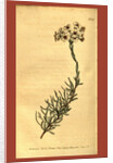 Botanical print by Sydenham Teast Edwards