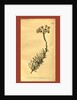 Botanical print by Sydenham Teast Edwards