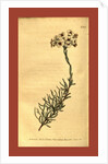 Botanical print by Sydenham Teast Edwards