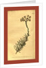 Botanical print by Sydenham Teast Edwards
