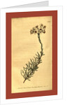 Botanical print by Sydenham Teast Edwards