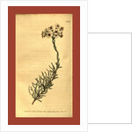Botanical print by Sydenham Teast Edwards
