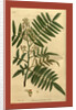 19th century botanical colour print by Anonymous