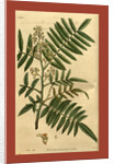19th century botanical colour print by Anonymous