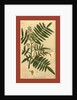 19th century botanical colour print by Anonymous