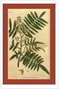 19th century botanical colour print by Anonymous