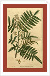 19th century botanical colour print by Anonymous