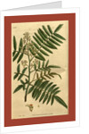 19th century botanical colour print by Anonymous