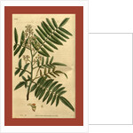 19th century botanical colour print by Anonymous