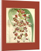 Botanical Print by Walter Hood Fitch