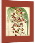 Botanical Print by Walter Hood Fitch
