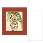 Botanical Print by Walter Hood Fitch