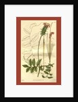 Botanical print by Sir William Jackson Hooker