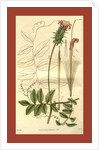 Botanical print by Sir William Jackson Hooker