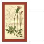 Botanical print by Sir William Jackson Hooker
