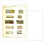 Lichenes by Anonymous