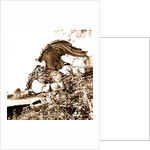 Campania Caserta Carditello Plazzo Reale by Anonymous