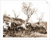 General views, Alba Fucens, Abruzzo by Anonymous