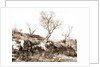 General views, Alba Fucens, Abruzzo by Anonymous