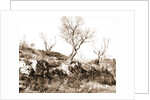 General views, Alba Fucens, Abruzzo by Anonymous