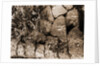 General views, Alba Fucens, Abruzzo by Anonymous