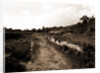 General views, Alba Fucens, Abruzzo by Anonymous