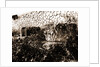 General views, Alba Fucens, Abruzzo by Anonymous