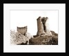 Castle, Bominaco, L'Aquila, Abruzzo by Anonymous