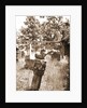 General views, Preturo, L'Aquila, Abruzzo by Anonymous