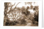 Road to Bostrom's, Ormond, Jackson, Roads, United States, Florida, Ormond Beach, 1880 by William Henry