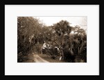 Near Bostrom's, Ormond, Jackson, Bostrom's (Ormond Beach, Fla.), Roads, United States, Florida, Ormond Beach, 1880 by William Henry