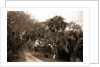 Near Bostrom's, Ormond, Jackson, Bostrom's (Ormond Beach, Fla.), Roads, United States, Florida, Ormond Beach, 1880 by William Henry