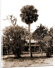 Orange grower's home, Ormond, Jackson, Palms, Dwellings, United States, Florida, Ormond Beach, 1880 by William Henry