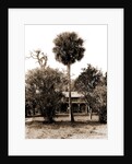 Orange grower's home, Ormond, Jackson, Palms, Dwellings, United States, Florida, Ormond Beach, 1880 by William Henry