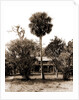 Orange grower's home, Ormond, Jackson, Palms, Dwellings, United States, Florida, Ormond Beach, 1880 by William Henry