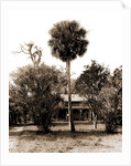 Orange grower's home, Ormond, Jackson, Palms, Dwellings, United States, Florida, Ormond Beach, 1880 by William Henry