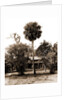 Orange grower's home, Ormond, Jackson, Palms, Dwellings, United States, Florida, Ormond Beach, 1880 by William Henry