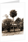 Orange grower's home, Ormond, Jackson, Palms, Dwellings, United States, Florida, Ormond Beach, 1880 by William Henry