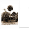Orange grower's home, Ormond, Jackson, Palms, Dwellings, United States, Florida, Ormond Beach, 1880 by William Henry