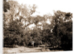 An orange grove on the Halifax, Fla, Jackson, Orange orchards, Harvesting, United States, Florida, Halifax River, 1880 by William Henry