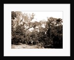 An orange grove on the Halifax, Fla, Jackson, Orange orchards, Harvesting, United States, Florida, Halifax River, 1880 by William Henry