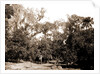 An orange grove on the Halifax, Fla, Jackson, Orange orchards, Harvesting, United States, Florida, Halifax River, 1880 by William Henry