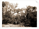 An orange grove on the Halifax, Fla, Jackson, Orange orchards, Harvesting, United States, Florida, Halifax River, 1880 by William Henry