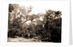 An orange grove on the Halifax, Fla, Jackson, Orange orchards, Harvesting, United States, Florida, Halifax River, 1880 by William Henry